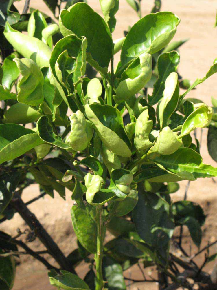              Sun leaves (Riverside, CA)       